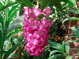 Buddleja colvilei [Sz:100 mm]