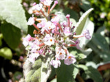 Buddleja crispa [Sz:100 mm]