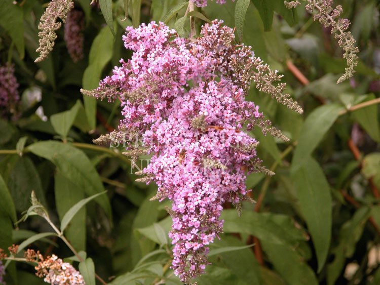 Buddleja davidii 'Dartmoor' [Sz:100 mm]