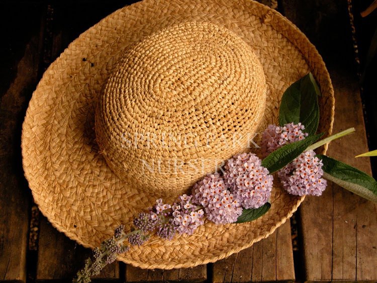 Buddleja davidii 'Maryborough Beauty' [Sz:100 mm]