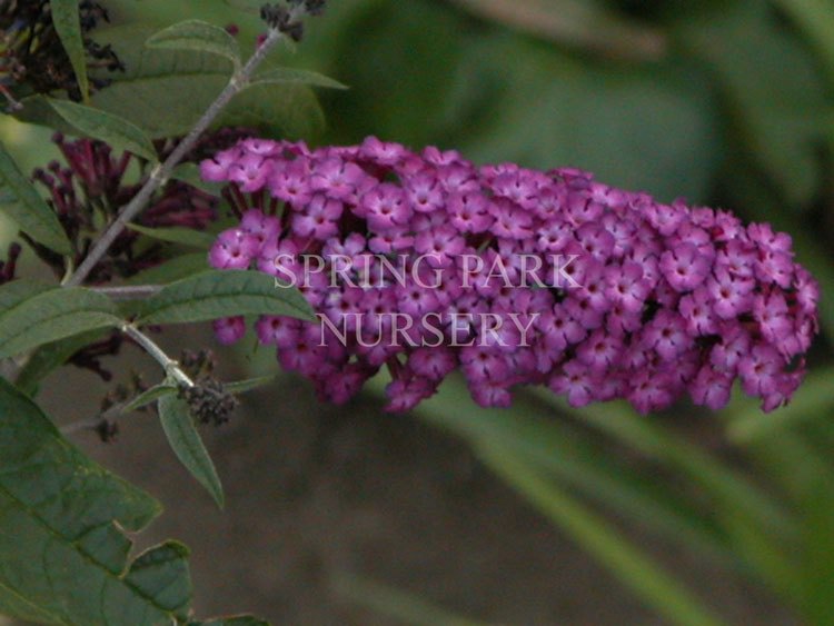 Buddleja davidii 'Royal Red' [Sz:100 mm]