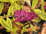 Buddleja davidii 'Santana' [Sz:100 mm]