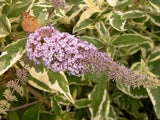 Buddleja davidii 'Variegata' [Sz:100 mm]