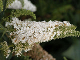 Buddleja davidii 'White Bouquet' [Sz:100 mm]