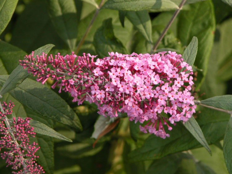 Buddleja davidii 'Pink Delight' [Sz:100 mm]