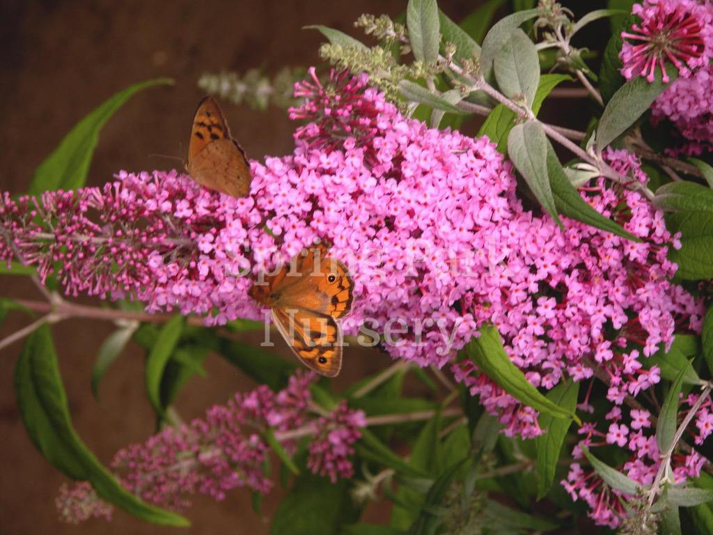 Buddleja davidii 'Pink Delight' [Sz:100 mm]