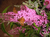 Buddleja davidii 'Pink Delight' [Sz:100 mm]