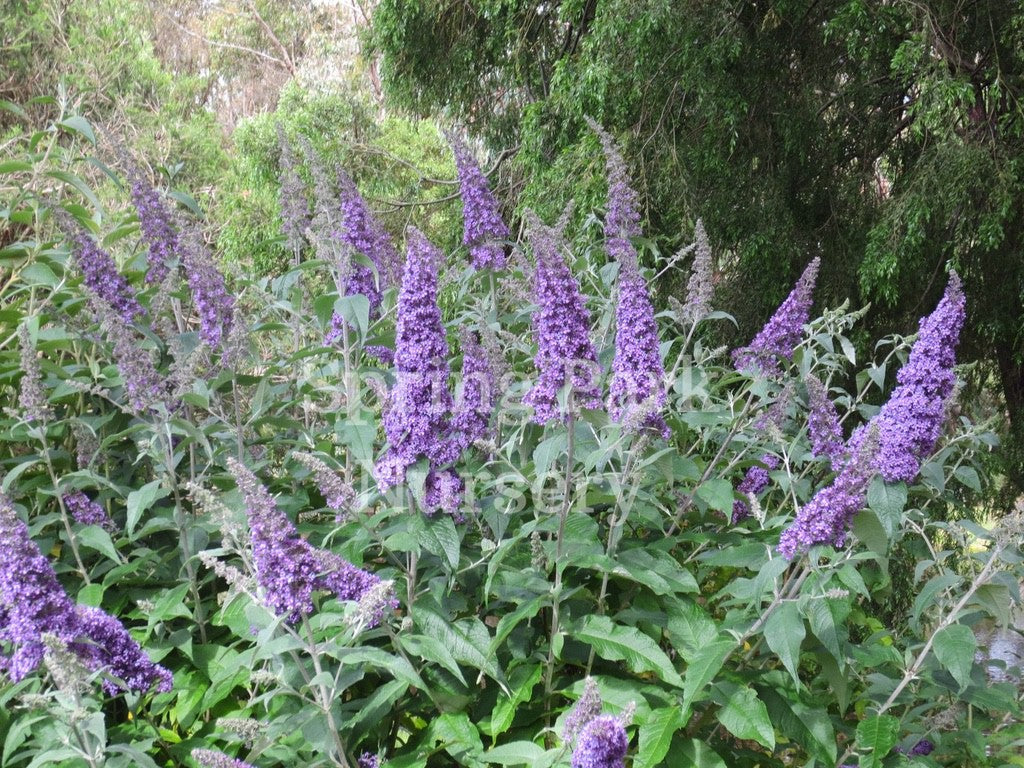 Buddleja davidii 'Joan' [Sz:100 mm]