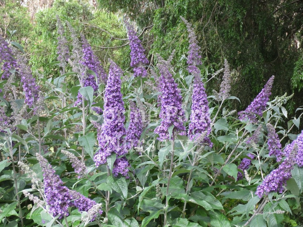 Buddleja davidii 'Joan' [Sz:100 mm]