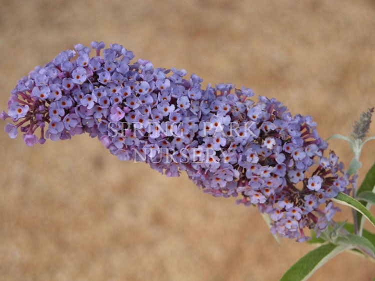 Buddleja davidii 'Nanho Blue' [Sz:100 mm]