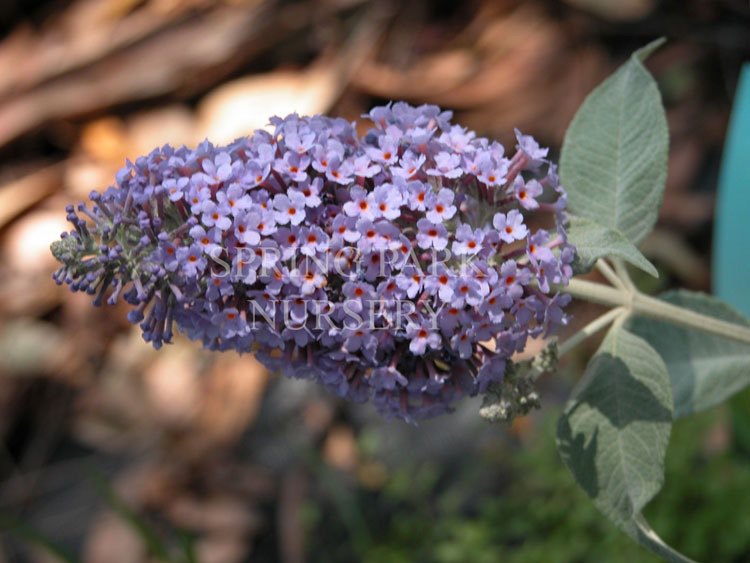 Buddleja 'Lochinch' [Sz:100 mm]