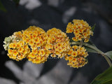 Buddleja davidii x weyeriana 'Lemon Ball' [Sz:100 mm]