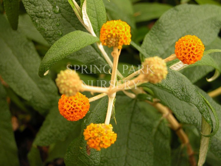 Buddleja globosa [Sz:100 mm]