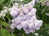 Buddleja salviifolia [Sz:100 mm]