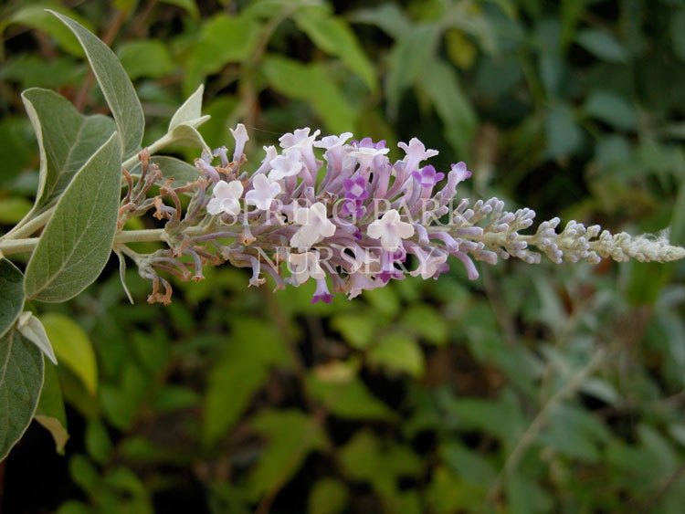 Columnar Buddleja Buddleja curviflora – Spring Park Nursery