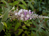 Buddleja curviflora [Sz:100 mm]