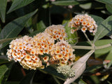 Buddleja x weyeriana 'Moonlight' [Sz:100 mm]