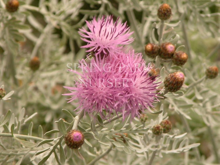 Centaurea gymnocarpa [Sz:100 mm]