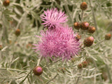 Centaurea gymnocarpa [Sz:100 mm]