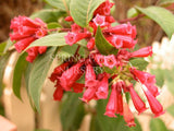 Cestrum fasciculatum 'Newellii' [Sz:100 mm]