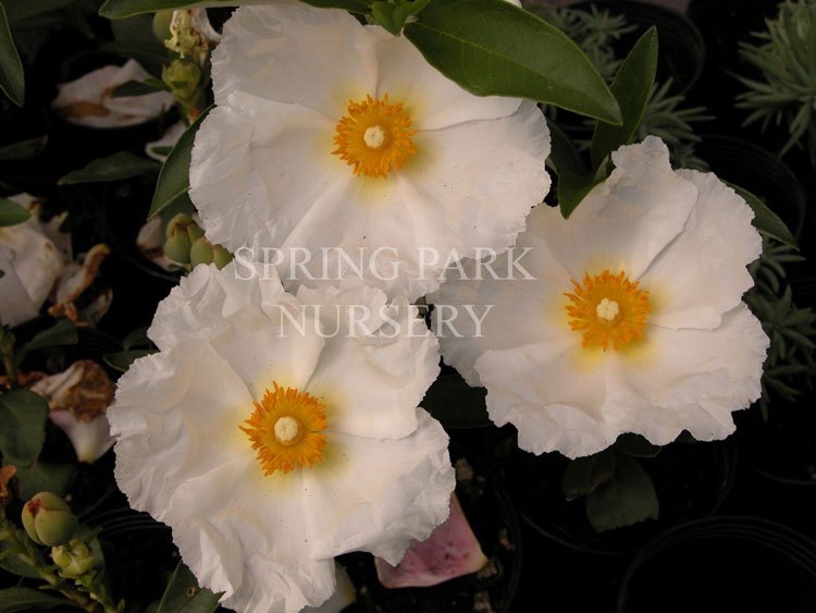 Cistus 'Bennett's White' [Sz:100 mm]