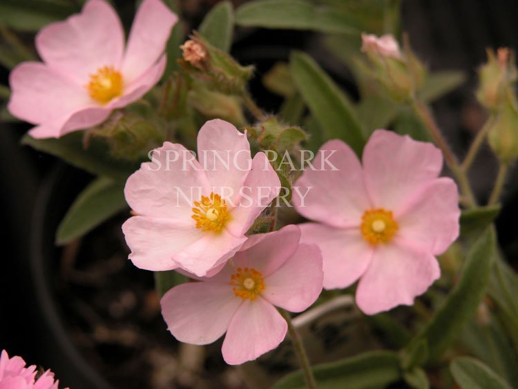 Cistus x lenis 'Grayswood Pink' [Sz:100 mm]