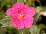 Cistus x pulverulentus 'Sunset' [Sz:100 mm]