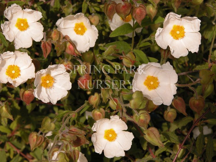 Cistus salvifolius [Sz:100 mm]