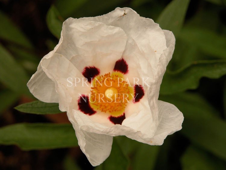 Cistus x purpureus 'Alan Fradd' [Sz:100 mm]