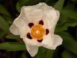 Cistus x purpureus 'Alan Fradd' [Sz:100 mm]