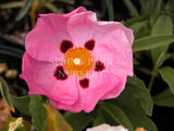 Cistus × purpureus 'Brilliancy' [Sz:100 mm]