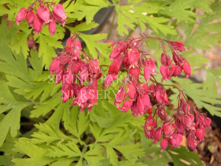 Dicentra formosa 'Bacchanal' [Sz:100 mm]