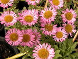 Erigeron glaucus 'Elsie' [Sz:100 mm]