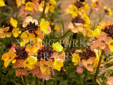 Erysimum 'Moonlight' [Sz:100 mm]