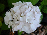 Hydrangea macrophylla 'Agnes Pavelli' [Sz:100 mm]