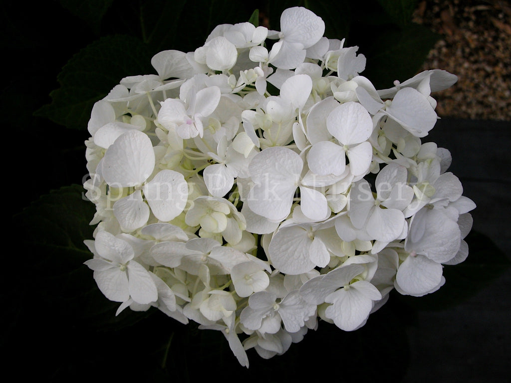 Hydrangea macrophylla 'Agnes Pavelli' [Sz:100 mm]