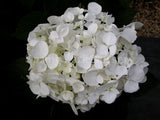 Hydrangea macrophylla 'Agnes Pavelli' [Sz:100 mm]