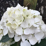 Hydrangea macrophylla 'Agnes Pavelli' [Sz:100 mm]