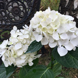 Hydrangea macrophylla 'Agnes Pavelli' [Sz:100 mm]