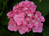 Hydrangea macrophylla 'Altona' [Sz:100 mm]