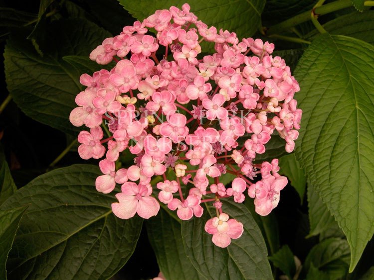 Hydrangea macrophylla 'Ayesha' [Sz:100 mm]