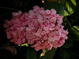 Hydrangea macrophylla 'Caroline' [Sz:100 mm]