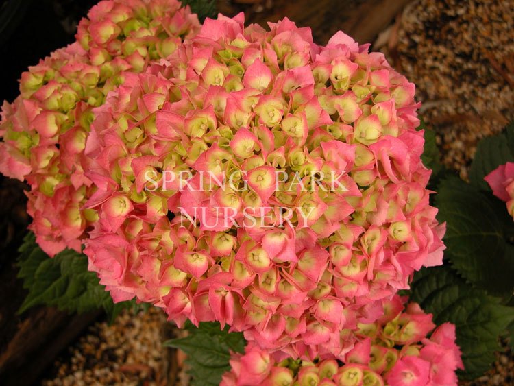 Hydrangea macrophylla 'General Patton' [Sz:100 mm]