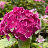 Hydrangea macrophylla 'Great Sensation' [Sz:100 mm]