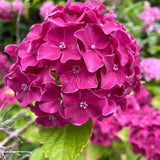 Hydrangea macrophylla 'Great Sensation' [Sz:100 mm]