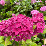 Hydrangea macrophylla 'Great Sensation' [Sz:100 mm]