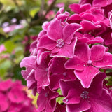 Hydrangea macrophylla 'Great Sensation' [Sz:100 mm]