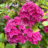 Hydrangea macrophylla 'Great Sensation' [Sz:100 mm]