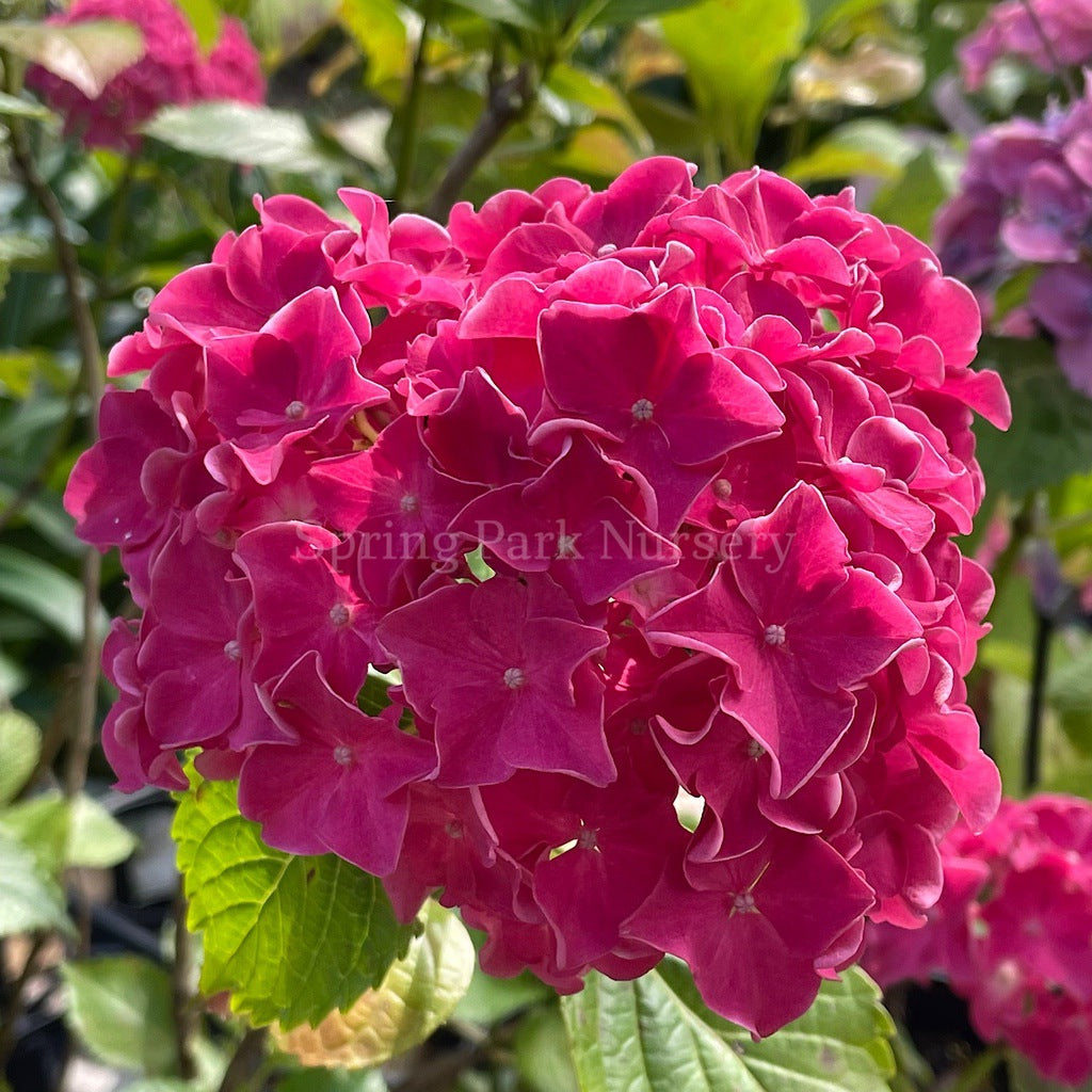 Hydrangea macrophylla 'Great Sensation' [Sz:100 mm]