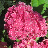 Hydrangea macrophylla 'Great Sensation' [Sz:100 mm]